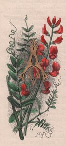 Letter A, initiaal, aquarelgravure, door Frederick Edward Hulme uit The familiar Garden Flower, circa 1880