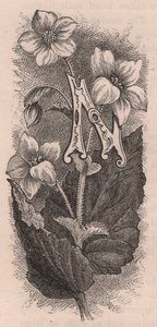 Letter N, initiaal, gravure, door Frederick Edward Hulme uit The familiar Garden Flower, circa 1880