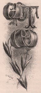 Letter T, initiaal, gravure, door Frederick Edward Hulme uit The familiar Garden Flower, circa 1880