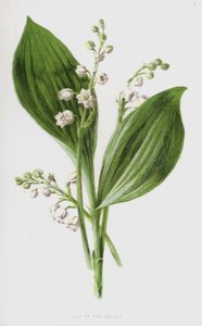 Lelietje-van-dalen