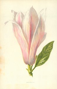 Magnolia door Frederick Edward Hulme