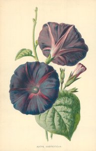 Major Convolvulus
