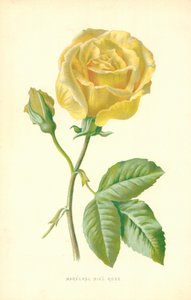 Marechal Niel Roos