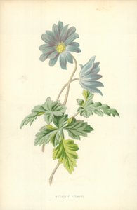 Berganemoon
