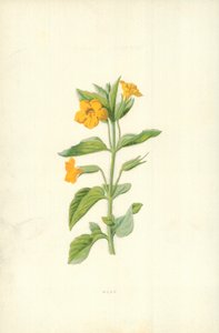 Muskus door Frederick Edward Hulme
