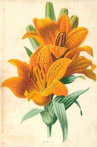 Oranje lelie door Frederick Edward Hulme