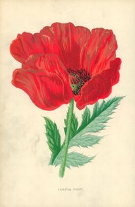 Oosterse papaver door Frederick Edward Hulme