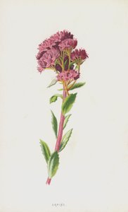 Hemelsleutel door Frederick Edward Hulme
