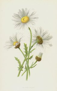 Margriet door Frederick Edward Hulme