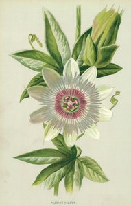 Passiebloem
