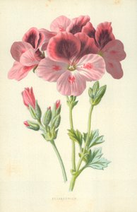 Pelargonium