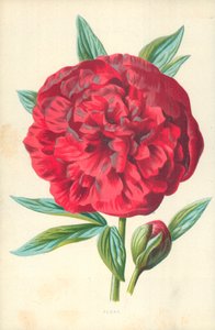 Pioenroos