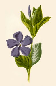 Maagdenpalm, 1877
