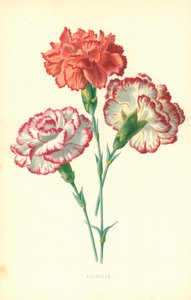 Picotees
