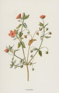 Muurpeper