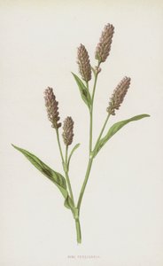 Perzikkruid