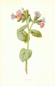 Longkruid door Frederick Edward Hulme