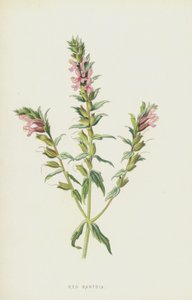Rode Bartsia door Frederick Edward Hulme