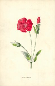 Roze Campion door Frederick Edward Hulme