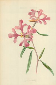 Roze Clarkia door Frederick Edward Hulme