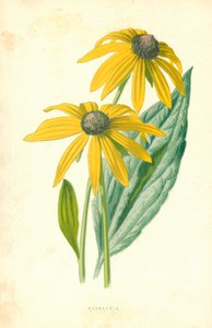 Rudbeckia door Frederick Edward Hulme