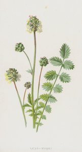 Pimpernel door Frederick Edward Hulme