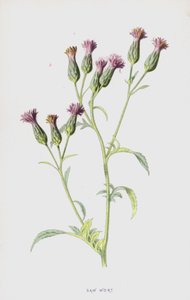 Zaagkruid