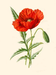 Scharlaken Klaproos