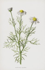 Reukeloze Kamille