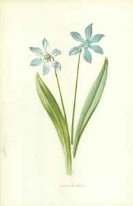 Siberische Scilla door Frederick Edward Hulme