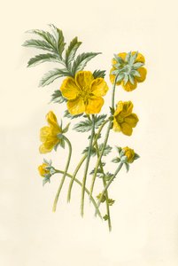 Zilverkruid, 1877