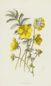 Zilverschoon