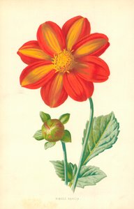 Enkele Dahlia door Frederick Edward Hulme