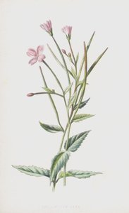 Klein Wilgenroosje