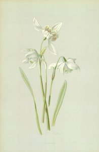 Sneeuwklokje door Frederick Edward Hulme