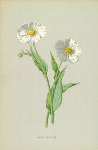 Sneeuwkruid