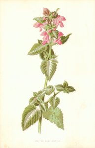 Gevlekte dovenetel door Frederick Edward Hulme