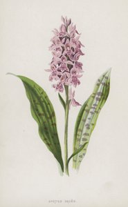 Gevlekte Orchis