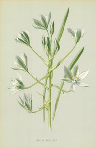 Ster van Bethlehem door Frederick Edward Hulme