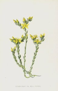 Muurpeper door Frederick Edward Hulme