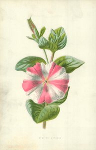 Gestreepte Petunia