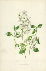 Zoete clematis