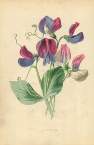 Lathyrus door Frederick Edward Hulme