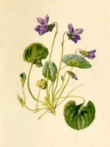 Zoete Viooltje, 1877
