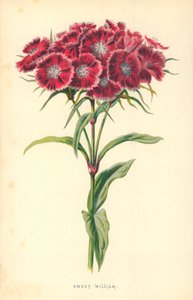 Duizendschoon