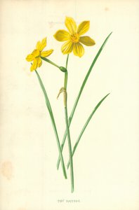 Kleine narcis door Frederick Edward Hulme