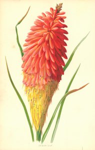 Fakkellelie door Frederick Edward Hulme