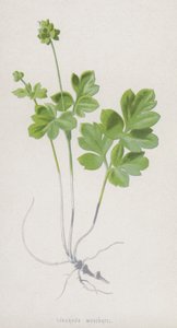 Knolsteenbreek