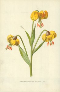 Turkse lelie of gele martagonlelie door Frederick Edward Hulme