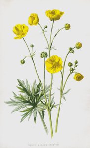 Rechte Boterbloem